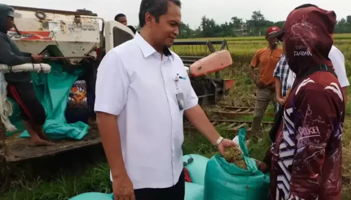 Bos Bulog Pamer Serapan Beras RI Lebih Tinggi di 3 Tahun Terakhir