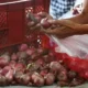 Harga Bawang Merah Menggila, Inflasinya Capai 30,75% ke pada April 2024