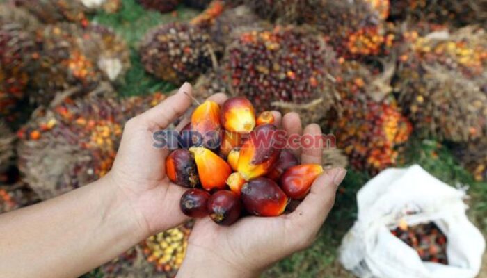 Harga CPO Mei 2024 Ditetapkan USD877,28/MT, Melonjak 2%