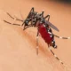 Penyakit DBD Tembus 76 Ribu Kasus, Komunitas Diimbau Vaksin Dengue