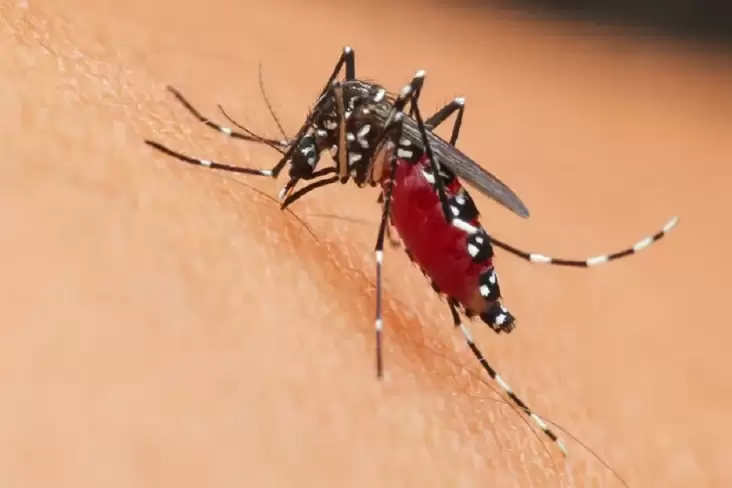 Penyakit DBD Tembus 76 Ribu Kasus, Komunitas Diimbau Vaksin Dengue
