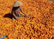 Puncak Panen Raya, Mentan Minta Bulog Serap Jagung Petani