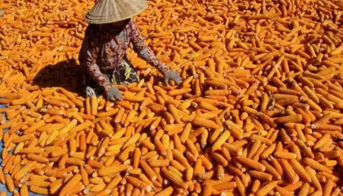 Puncak Panen Raya, Mentan Minta Bulog Serap Jagung Petani